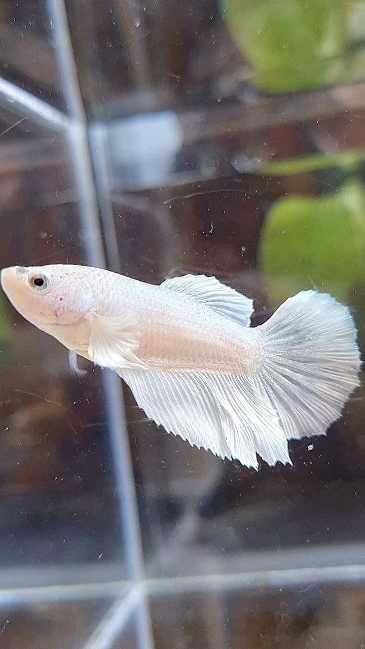 FEMALE HALFMOON WHITE PLATINUM SOLID BETTA FISH