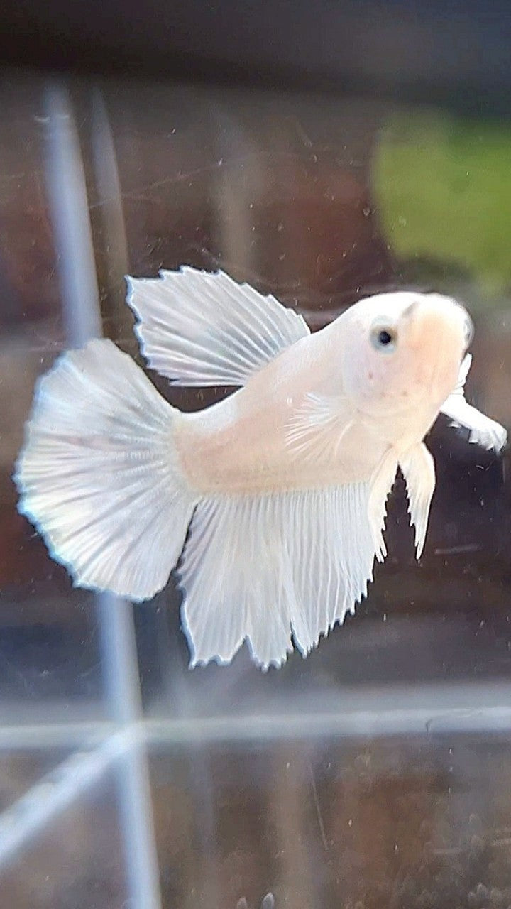 FEMALE HALFMOON WHITE PLATINUM SOLID BETTA FISH