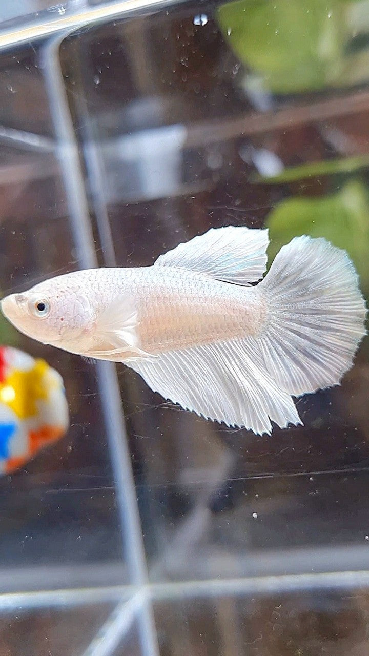 FEMALE HALFMOON WHITE PLATINUM SOLID BETTA FISH