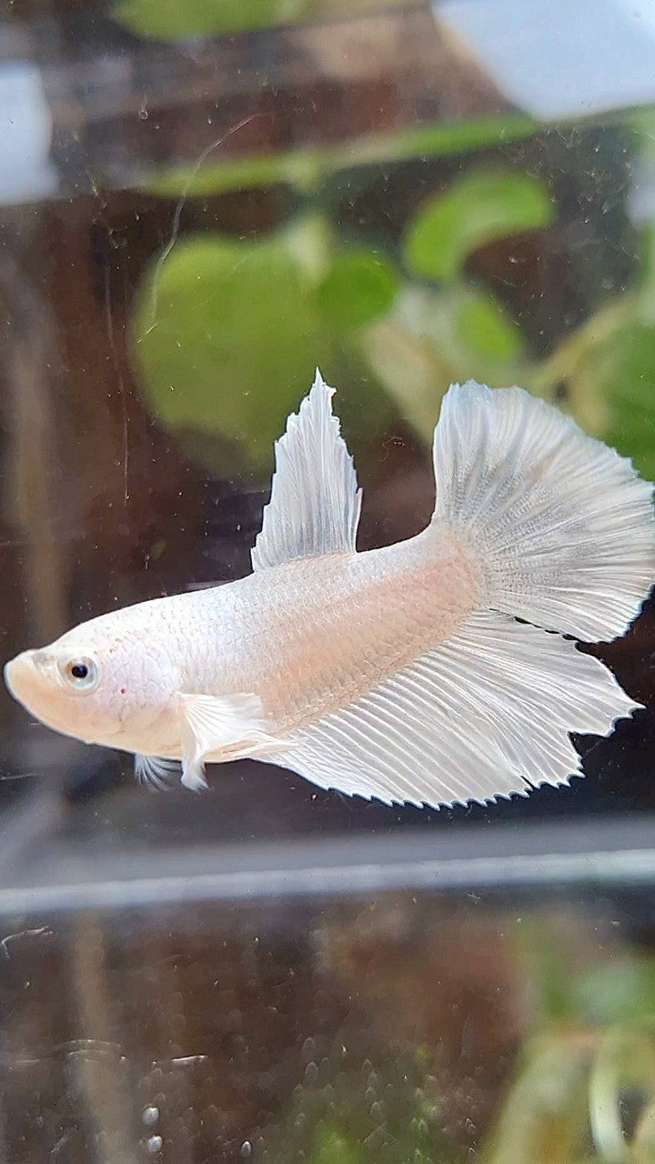 FEMALE HALFMOON WHITE PLATINUM SOLID BETTA FISH