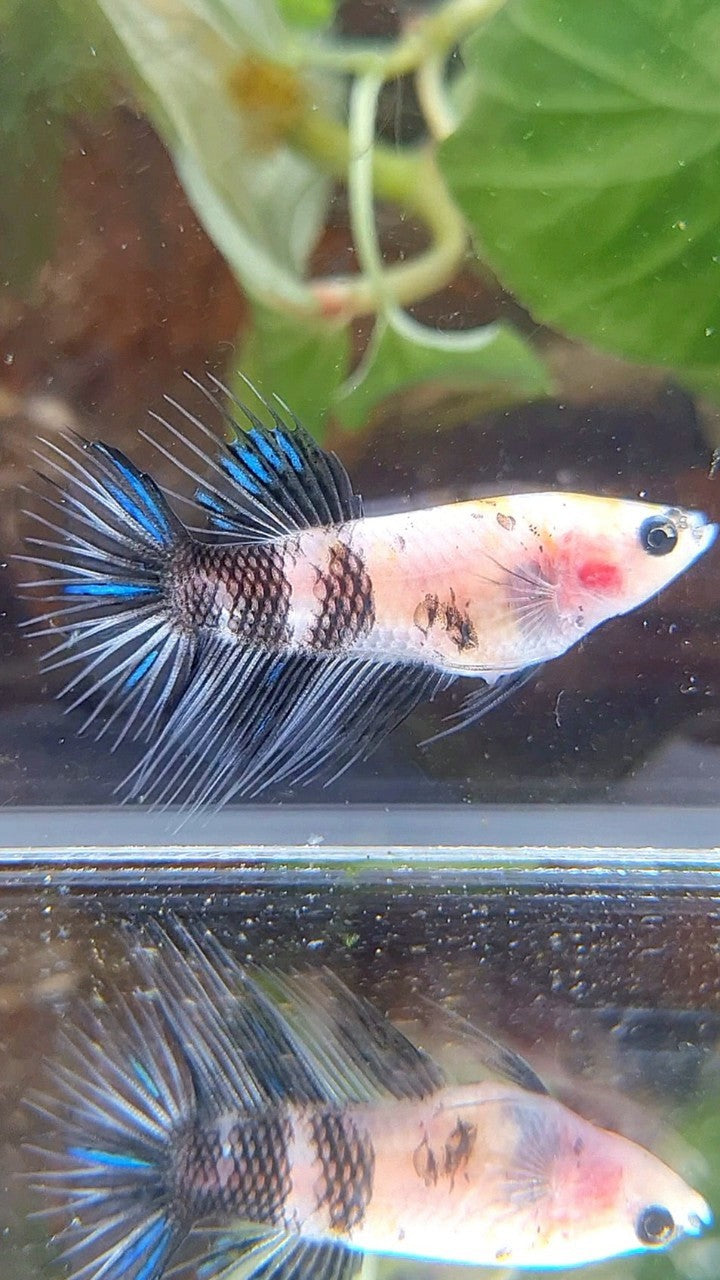 FEMALE CROWNTAIL BLACK KOI DOTS MARBLE BETTA FISH