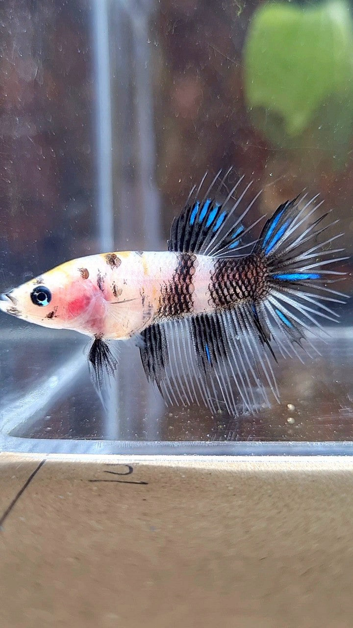 FEMALE CROWNTAIL BLACK KOI DOTS MARBLE BETTA FISH