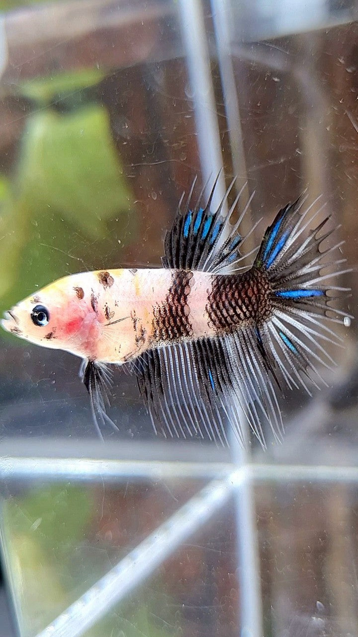 FEMALE CROWNTAIL BLACK KOI DOTS MARBLE BETTA FISH