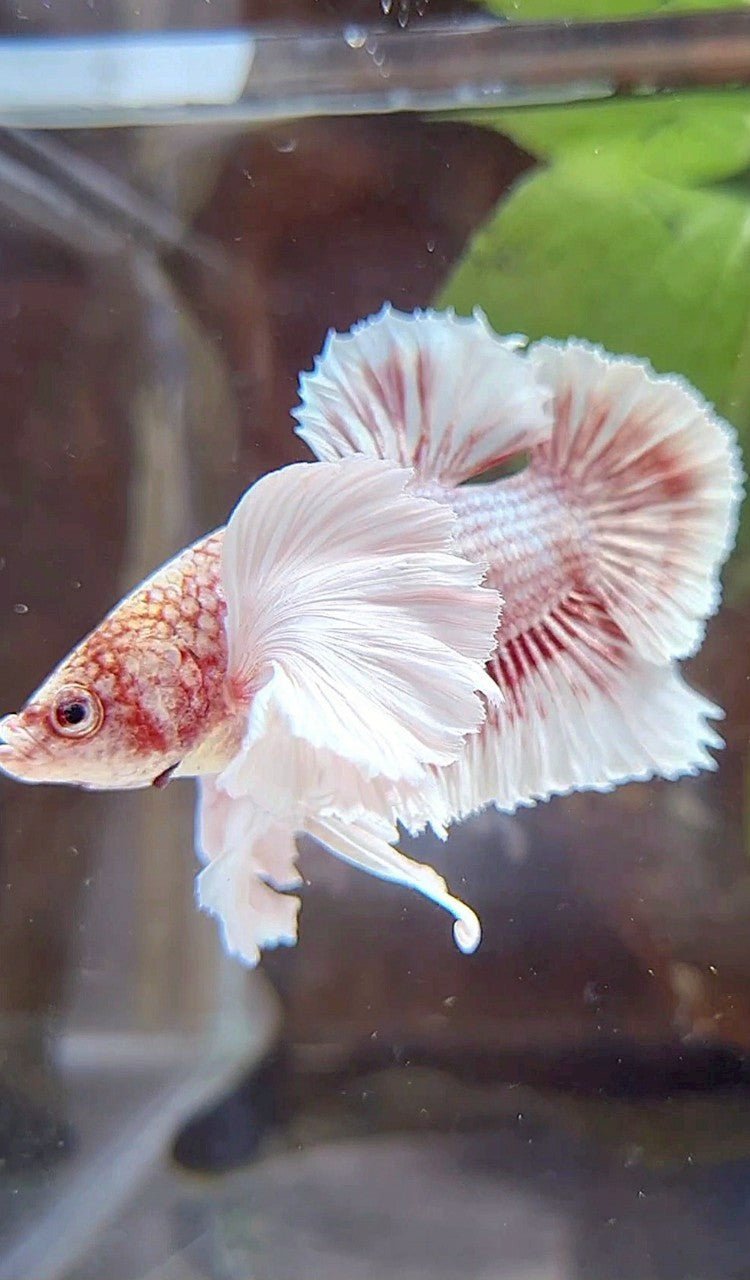 PLAKAT SUPER DUMBO EAR WHITE ROSEGOLD BETTA FISH
