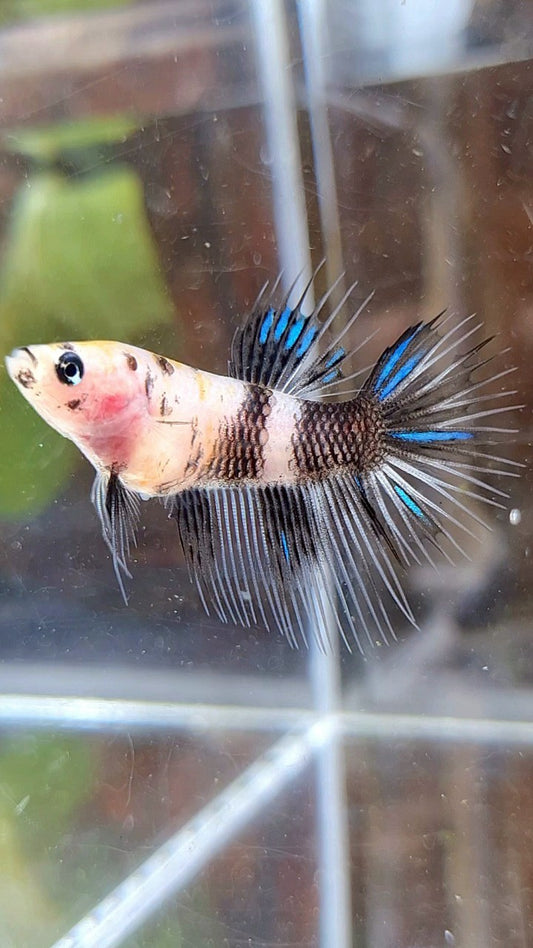 FEMALE CROWNTAIL BLACK KOI DOTS MARBLE BETTA FISH