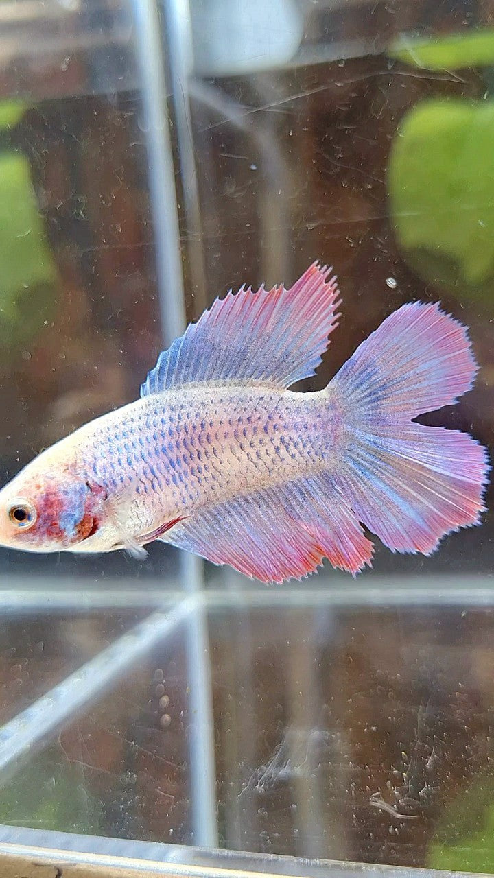 FEMALE HALFMOON DOUBLE TAIL PURPLE MASCOT BETTA FISH