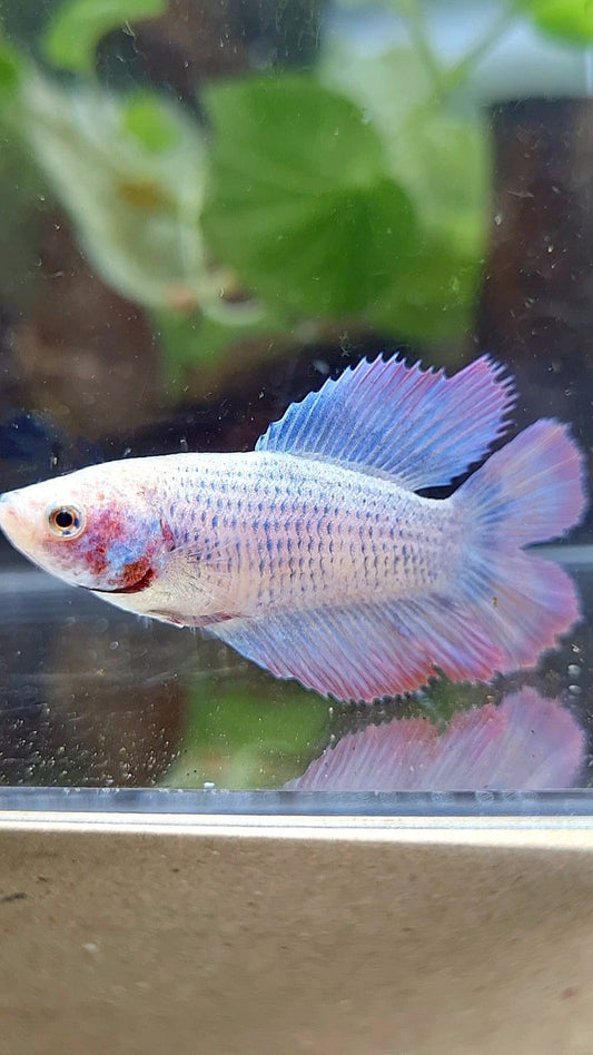 FEMALE HALFMOON DOUBLE TAIL PURPLE MASCOT BETTA FISH