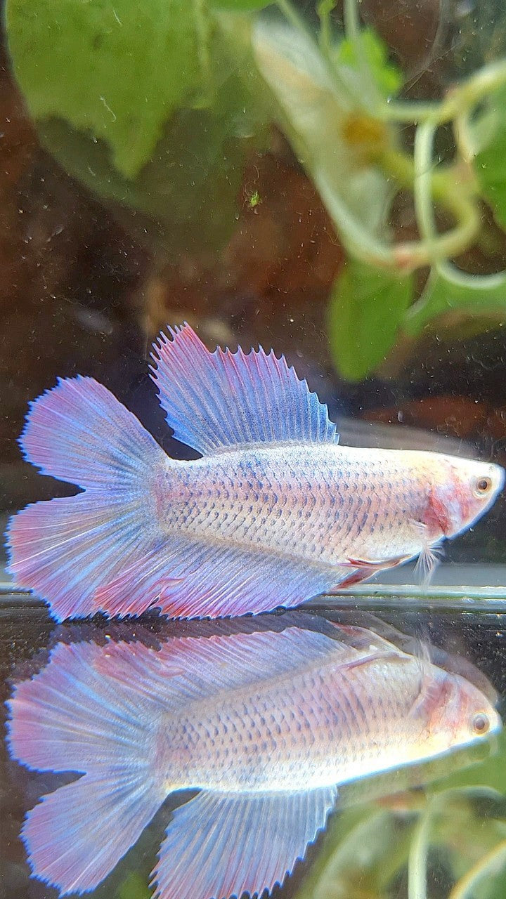 FEMALE HALFMOON DOUBLE TAIL PURPLE MASCOT BETTA FISH