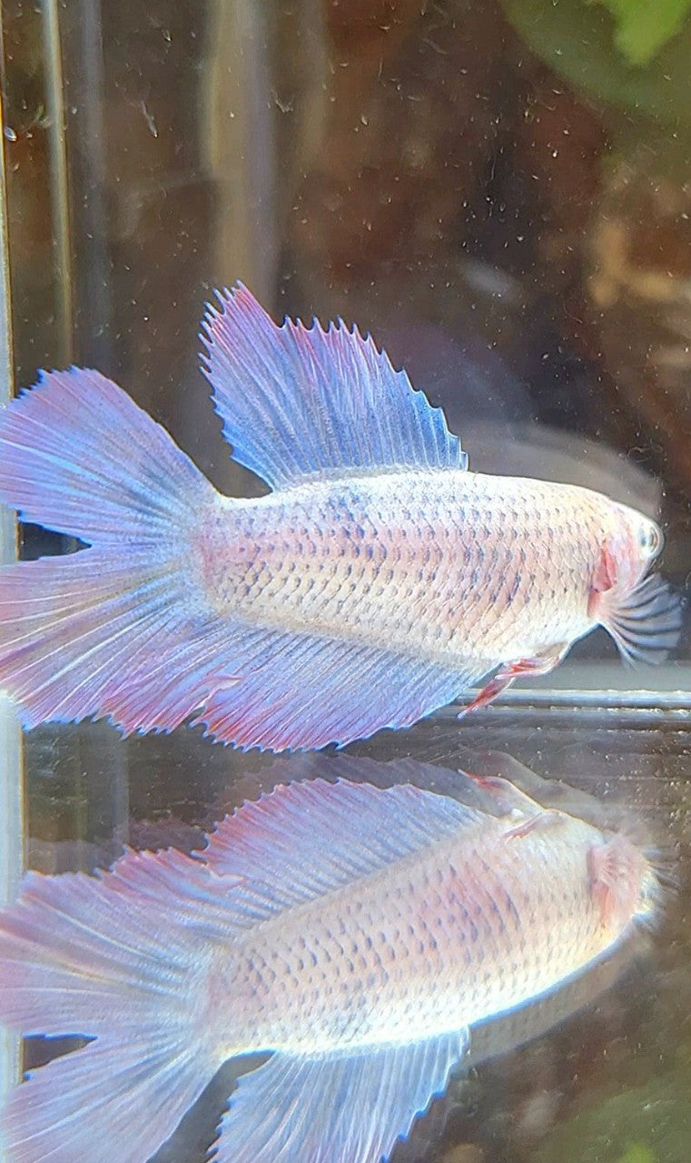 FEMALE HALFMOON DOUBLE TAIL PURPLE MASCOT BETTA FISH