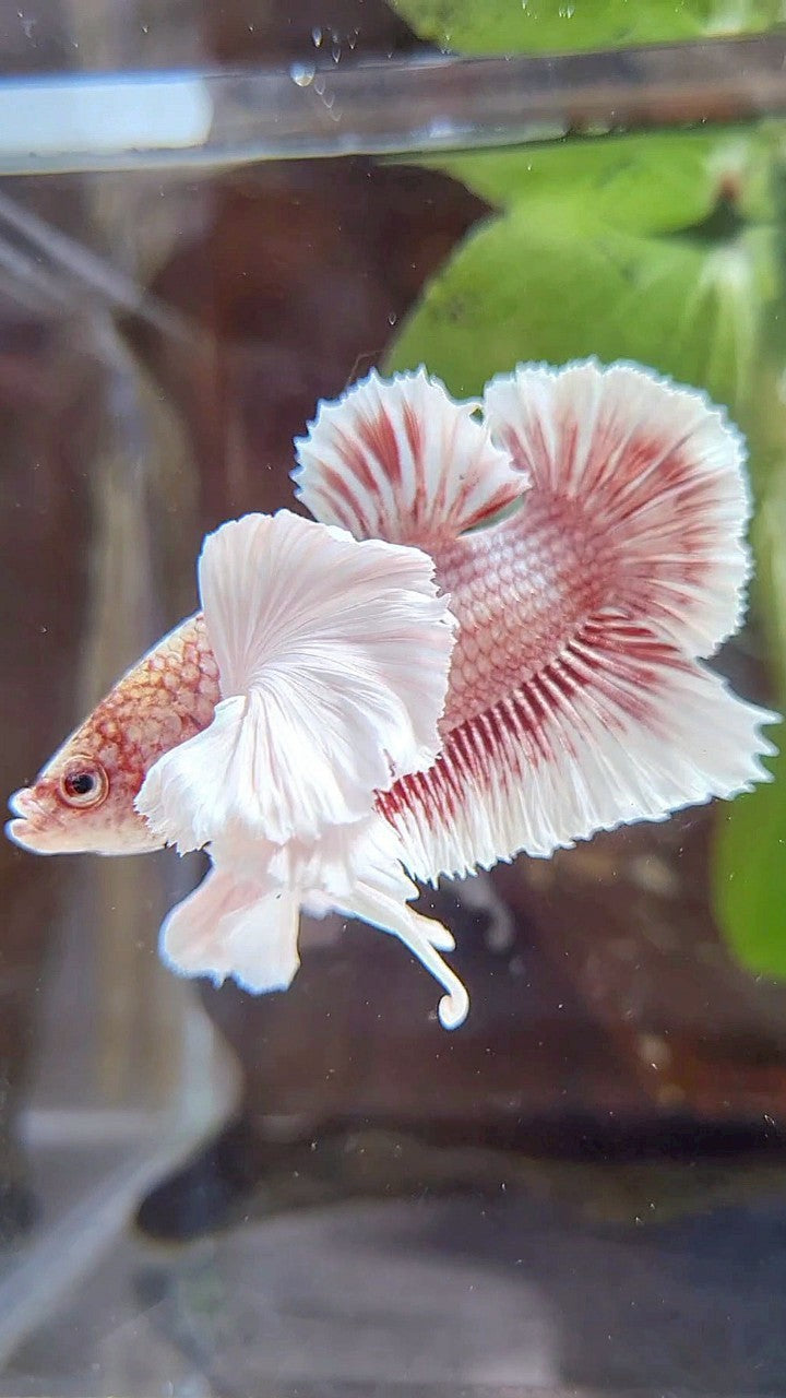 PLAKAT SUPER DUMBO EAR WHITE ROSEGOLD BETTA FISH