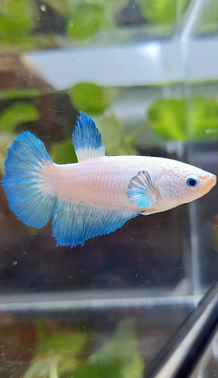 FEMALE HALFMOON BLUE RIM BICOLOR BETTA FISH
