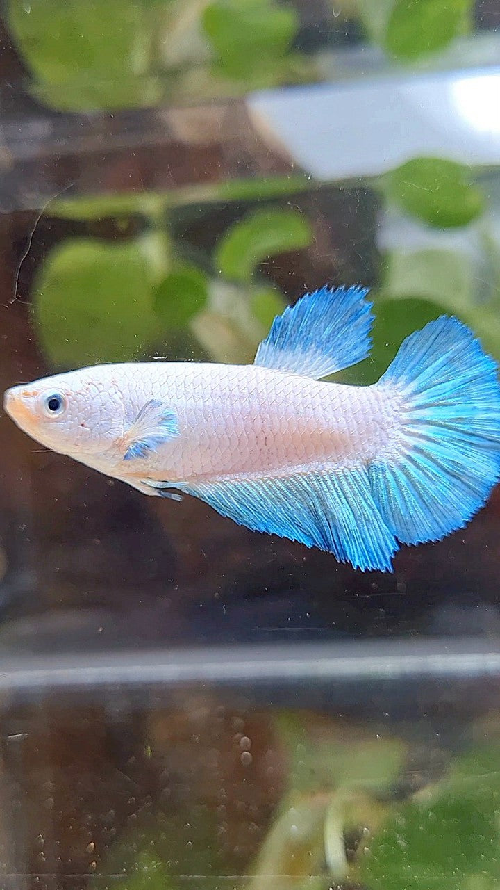FEMALE HALFMOON BLUE RIM BICOLOR BETTA FISH
