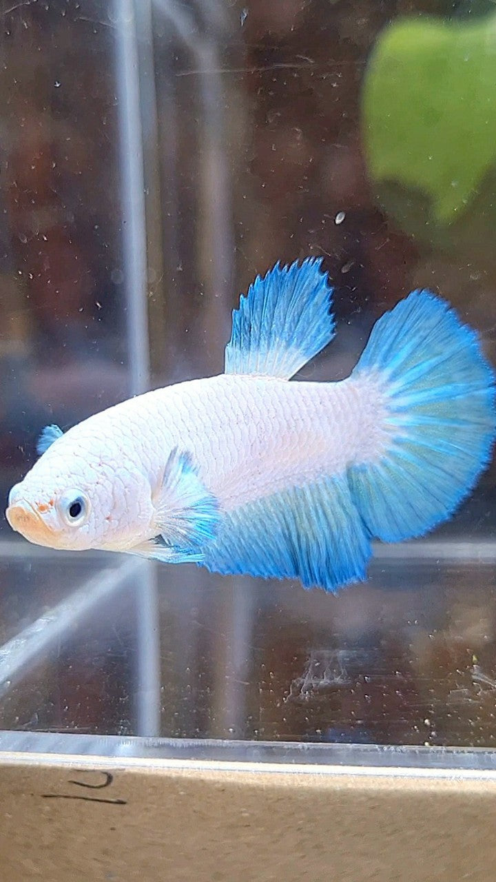 FEMALE HALFMOON BLUE RIM BICOLOR BETTA FISH