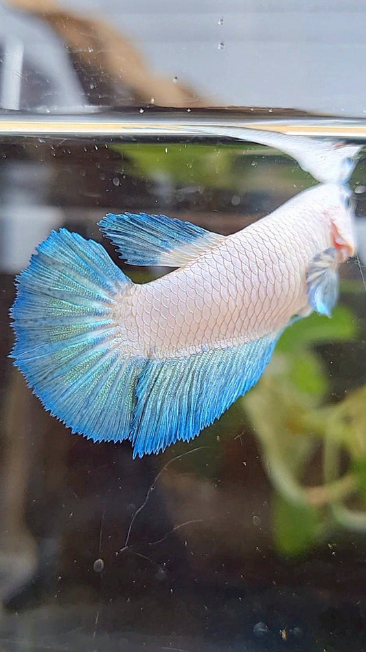 FEMALE HALFMOON BLUE RIM BICOLOR BETTA FISH