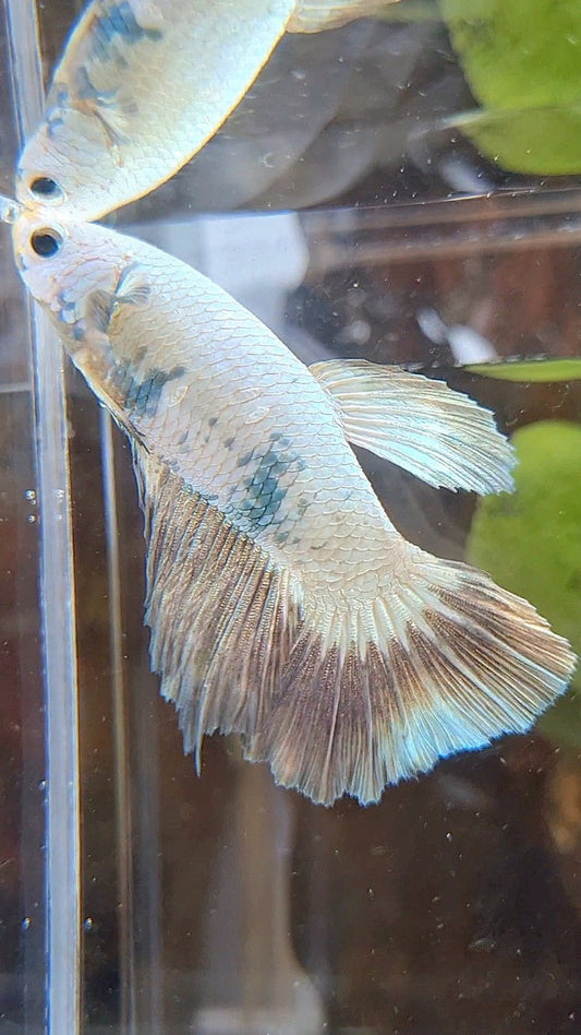 FEMALE HALFMOON COPPER RIM BICOLOR BETTA FISH