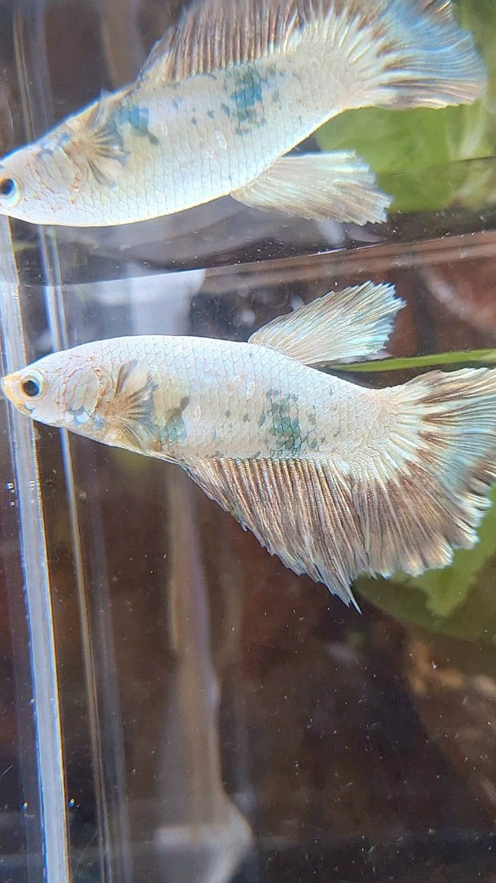 FEMALE HALFMOON COPPER RIM BICOLOR BETTA FISH