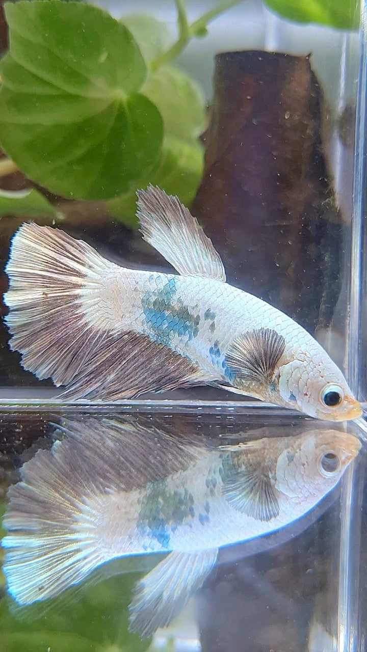 FEMALE HALFMOON COPPER RIM BICOLOR BETTA FISH