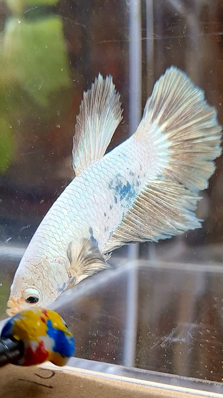 FEMALE HALFMOON COPPER RIM BICOLOR BETTA FISH