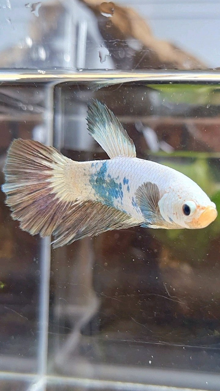 FEMALE HALFMOON COPPER RIM BICOLOR BETTA FISH
