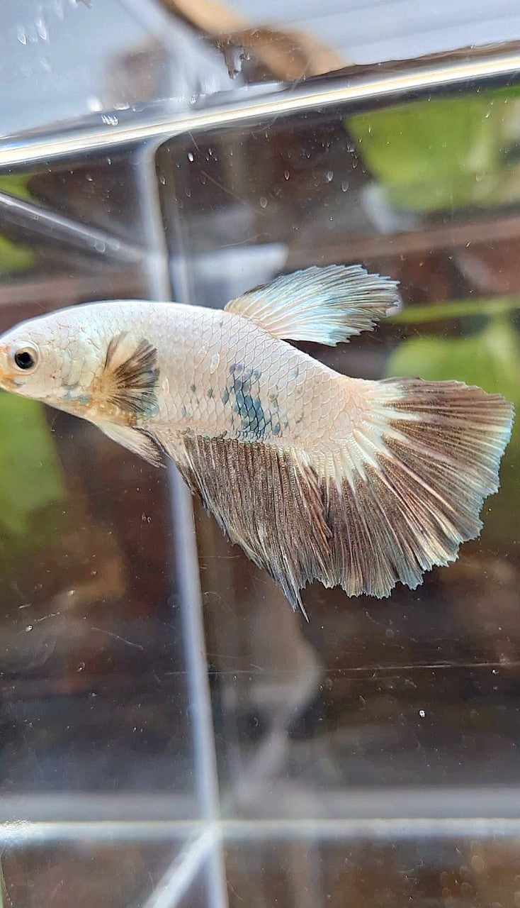 FEMALE HALFMOON COPPER RIM BICOLOR BETTA FISH