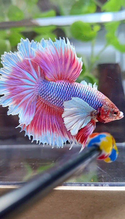 HALFMOON FEATHER SUPER DUMBO EAR PURPLE BUTTERFLY BETTA FISH