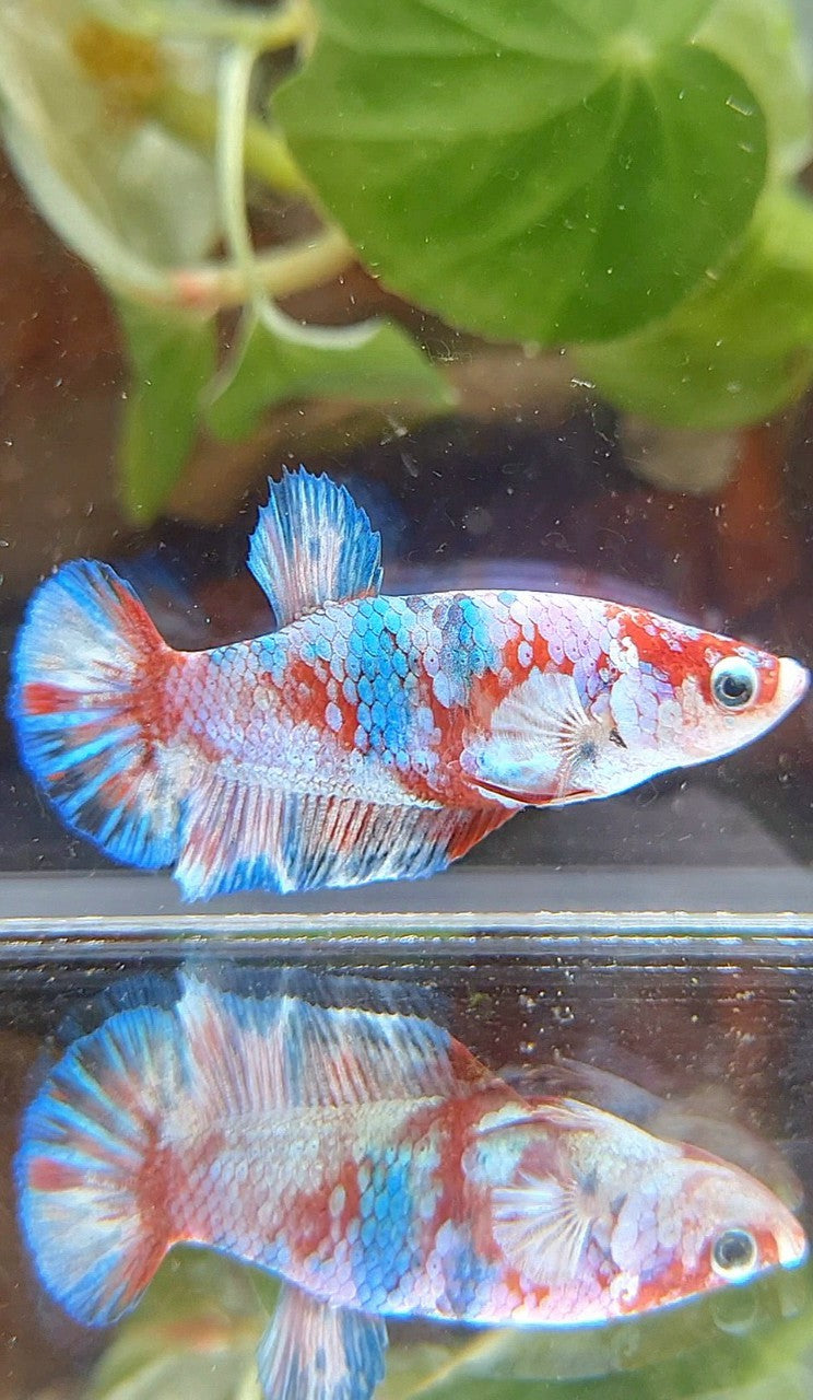 FEMALE PLAKAT BARONGSAI RED WHITE GALAXY MULTICOLOR BETTA FISH