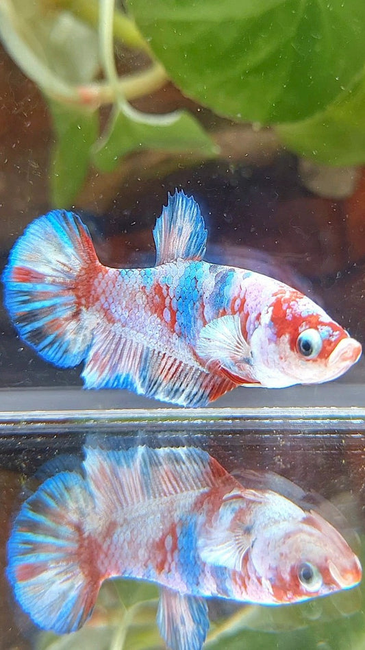 FEMALE PLAKAT BARONGSAI RED WHITE GALAXY MULTICOLOR BETTA FISH