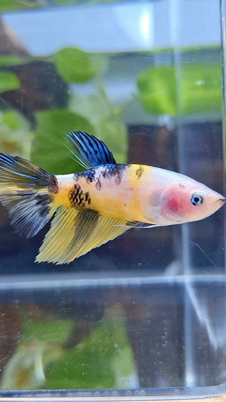 FEMALE HALFMOON YELLOW KOI TIGER MULTICOLOR BETTA FISH