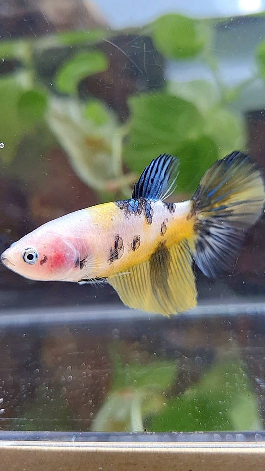 FEMALE HALFMOON YELLOW KOI TIGER MULTICOLOR BETTA FISH