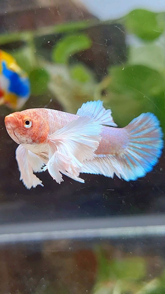FEMALE PLAKAT SUPER DUMBO EAR WHITE LAVENDER BETTA FISH