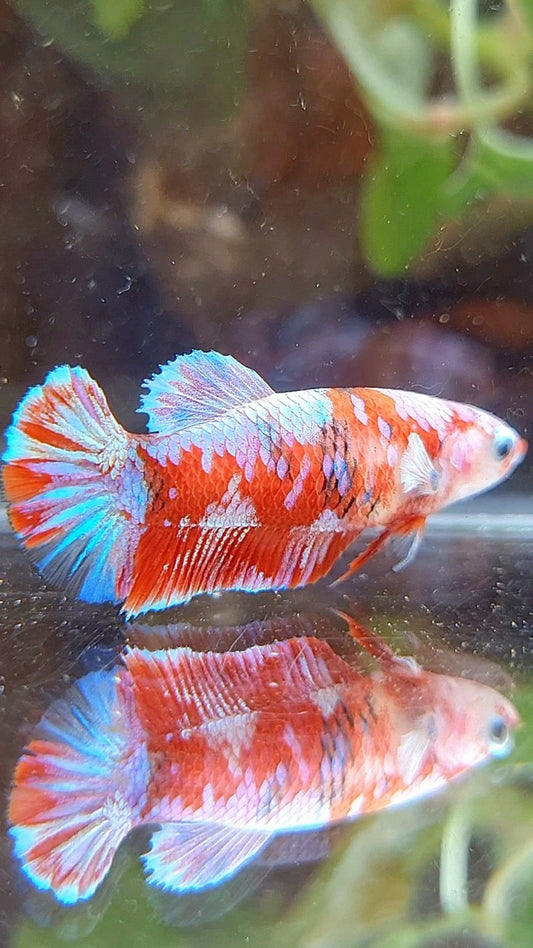 FEMALE PLAKAT BARONGSAI RED WHITE GALAXY BETTA FISH