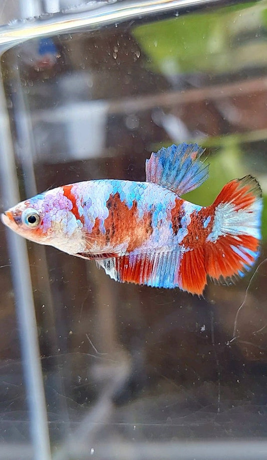 FEMALE PLAKAT BARONGSAI RED WHITE GALAXY MULTICOLOR BETTA FISH