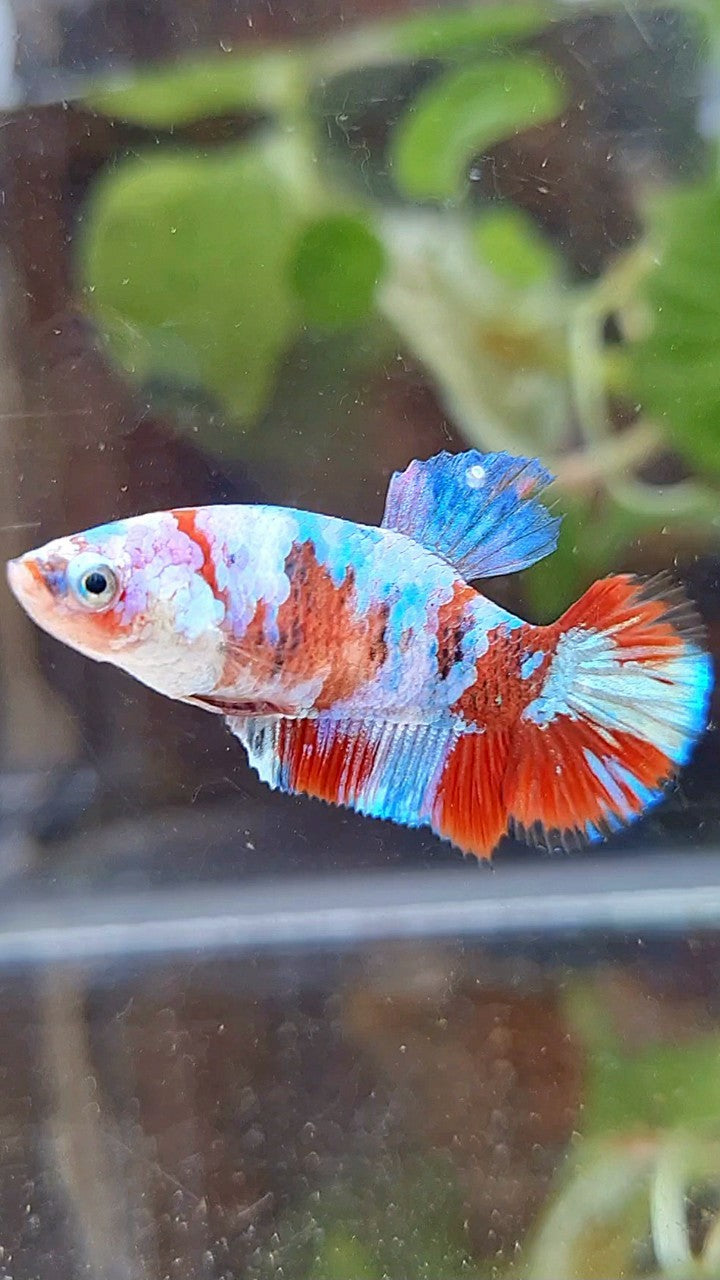 FEMALE PLAKAT BARONGSAI RED WHITE GALAXY MULTICOLOR BETTA FISH