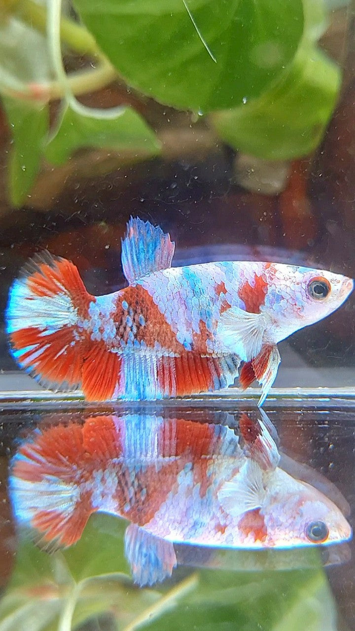 FEMALE PLAKAT BARONGSAI RED WHITE GALAXY MULTICOLOR BETTA FISH