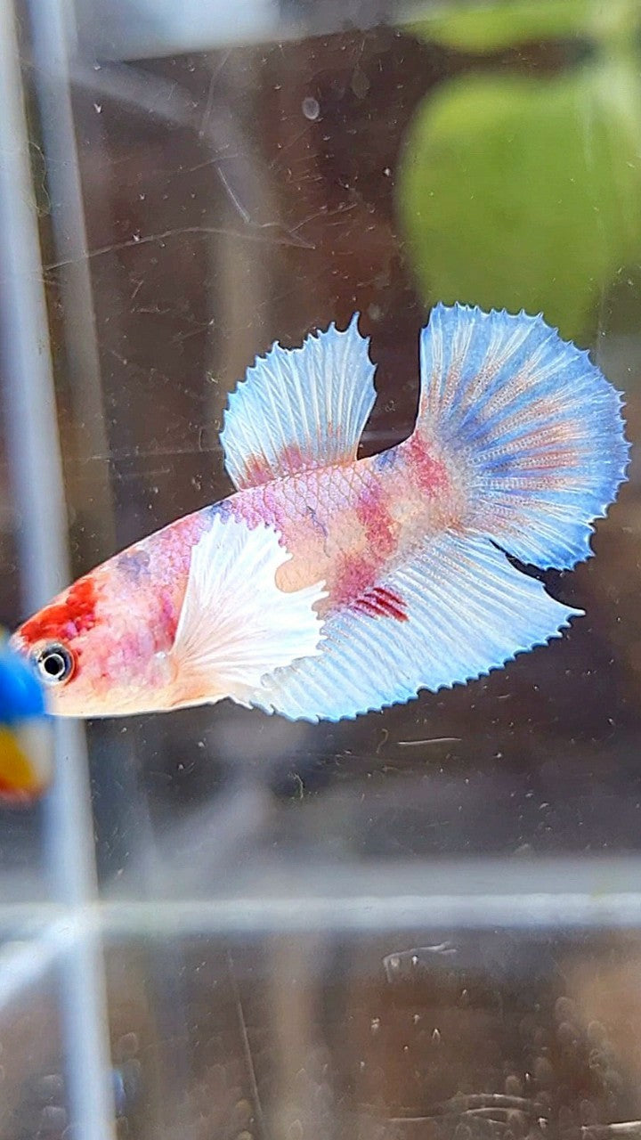 FEMALE HALFMOON DUMBO EAR WHITE KOI MULTICOLOR BETTA FISH