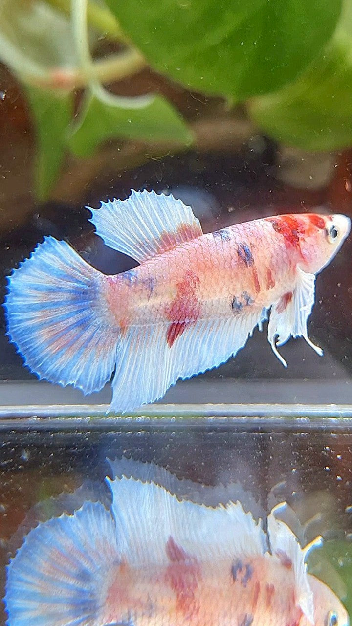 FEMALE HALFMOON DUMBO EAR WHITE KOI MULTICOLOR BETTA FISH