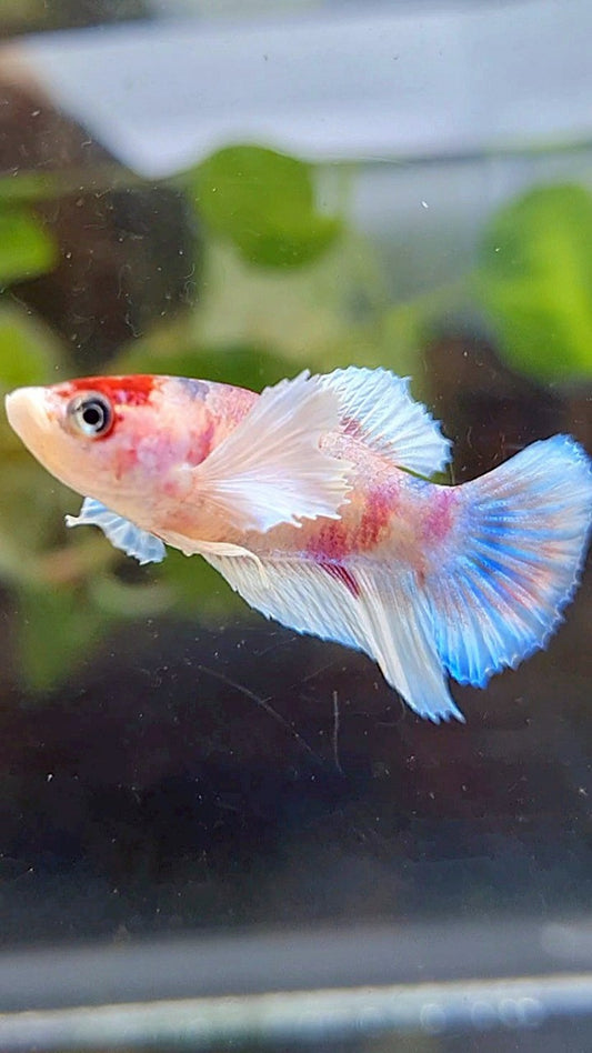 FEMALE HALFMOON DUMBO EAR WHITE KOI MULTICOLOR BETTA FISH