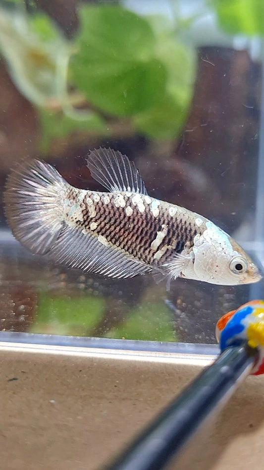 FEMALE PLAKAT BLACK SAMURAI SNOW MASKING BETTA FISH