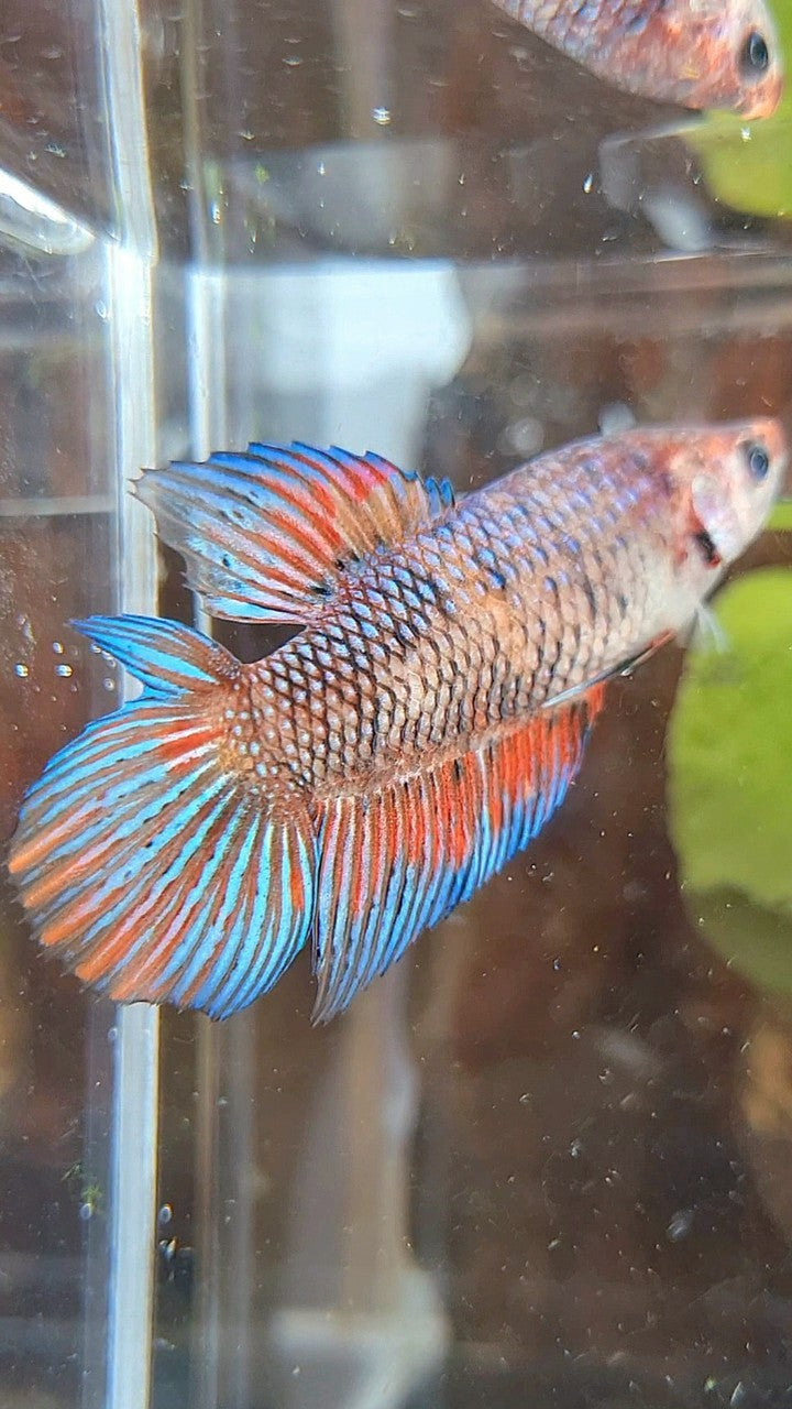 FEMALE VEILTAIL DOUBLE TAIL METTALIC MUTLICOLOR BETTA FISH