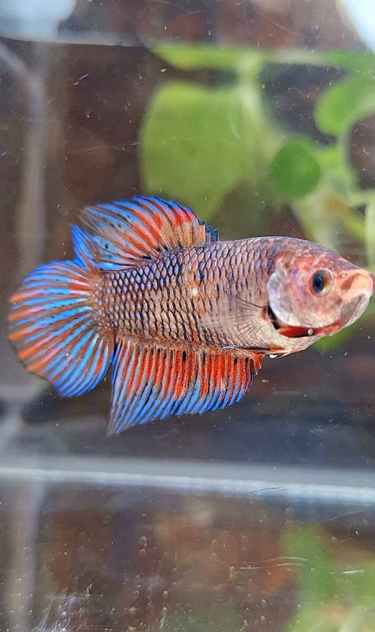 FEMALE VEILTAIL DOUBLE TAIL METTALIC MUTLICOLOR BETTA FISH