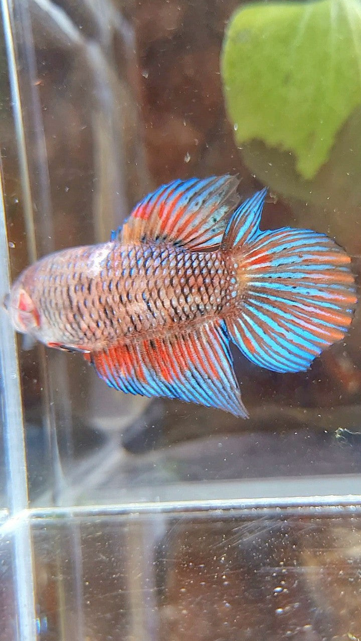 FEMALE VEILTAIL DOUBLE TAIL METTALIC MUTLICOLOR BETTA FISH