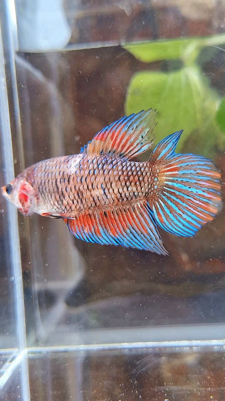 FEMALE VEILTAIL DOUBLE TAIL METTALIC MUTLICOLOR BETTA FISH