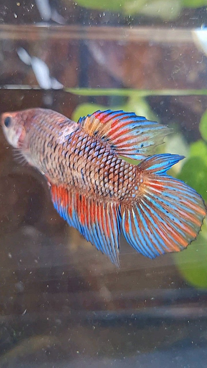 FEMALE VEILTAIL DOUBLE TAIL METTALIC MUTLICOLOR BETTA FISH