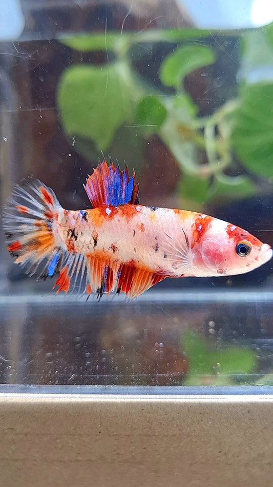 FEMALE PLAKAT CROWNTAIL ORANGE KOI MULTICOLOR BETTA FISH