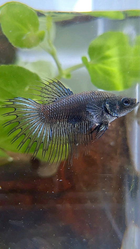 FEMALE CROWNTAIL BLACK ORCHID BETTA FISH