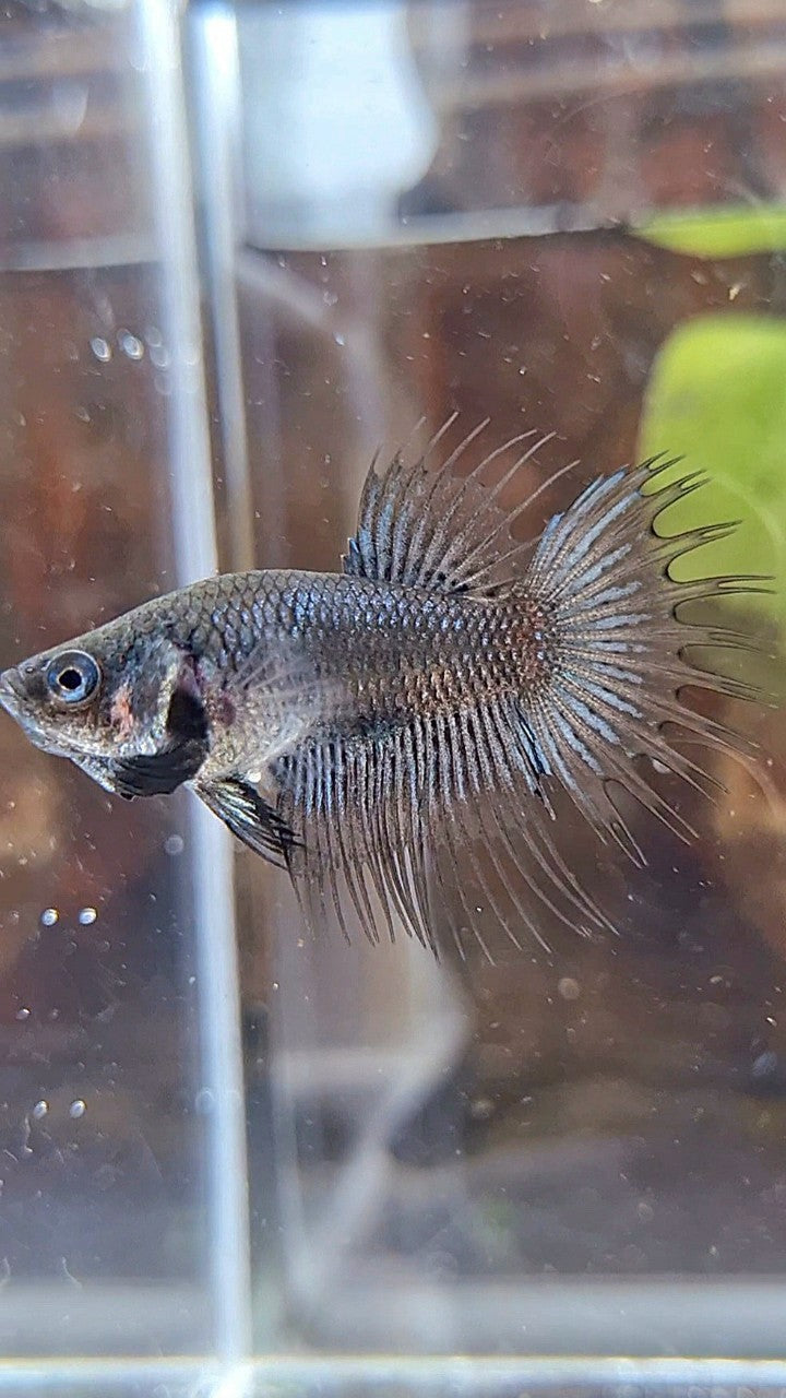 FEMALE CROWNTAIL BLACK ORCHID BETTA FISH