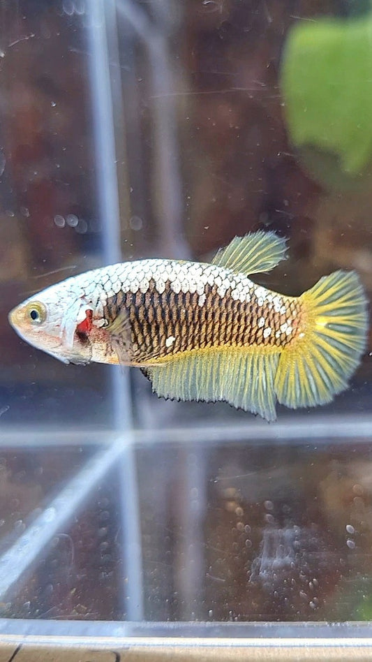 FEMALE PLAKAT BLACK SAMURAI YELLOW SNOW BETTA FISH