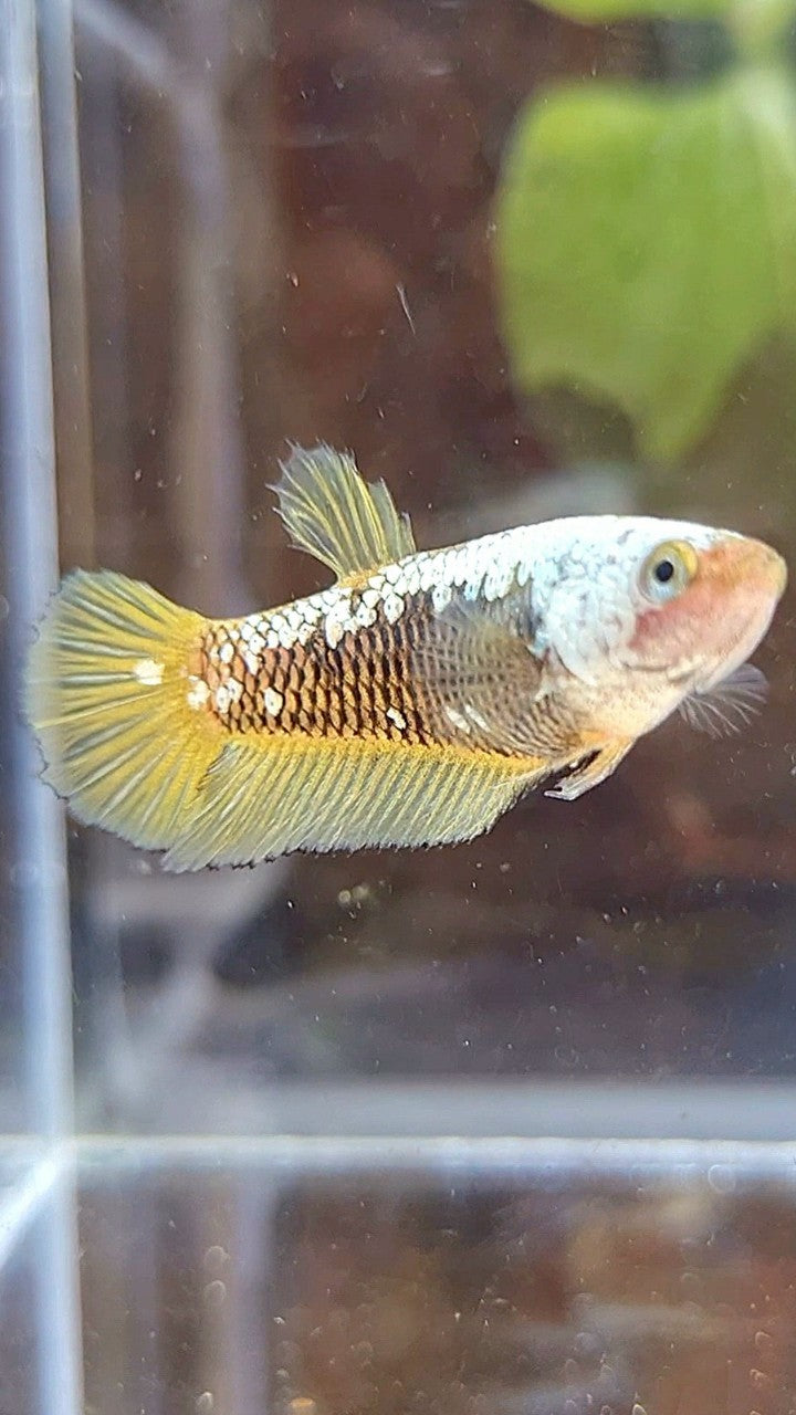 FEMALE PLAKAT BLACK SAMURAI YELLOW SNOW BETTA FISH