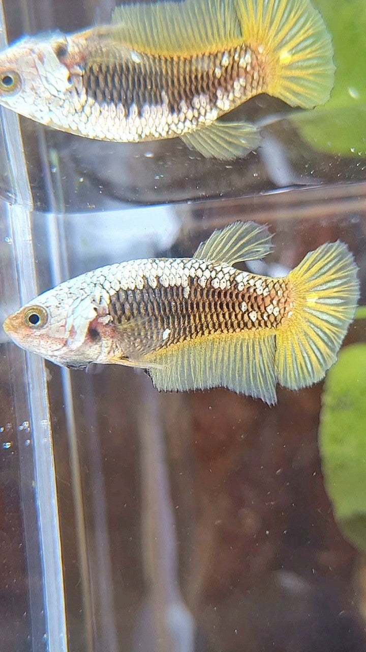 FEMALE PLAKAT BLACK SAMURAI YELLOW SNOW BETTA FISH