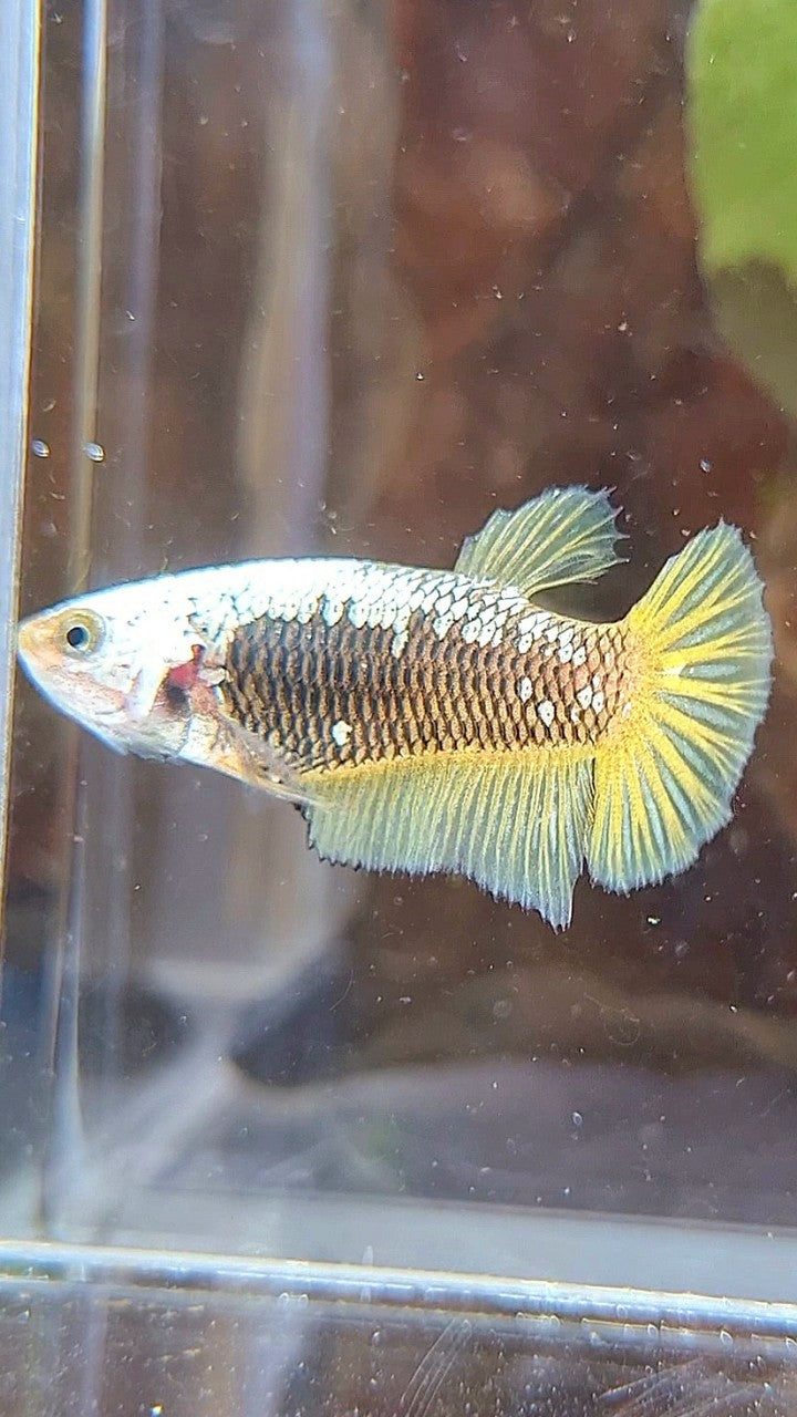 FEMALE PLAKAT BLACK SAMURAI YELLOW SNOW BETTA FISH
